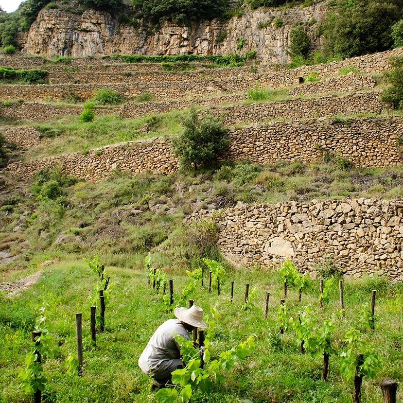 bodega y vinya de JOAN RUBIO en el penedés