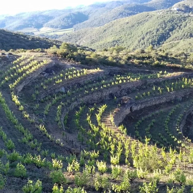 bodega de mas candi