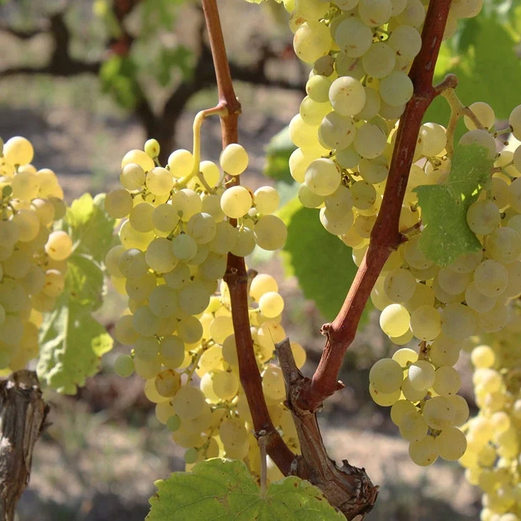 bodega amós bañeras vino natural
