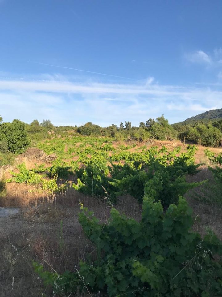 Viñedo