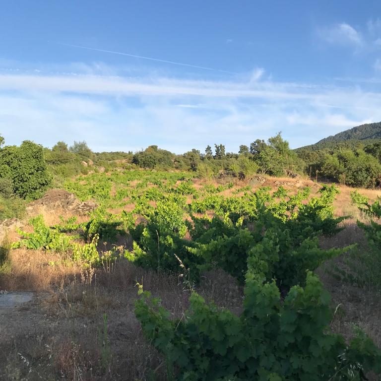 Viñedo