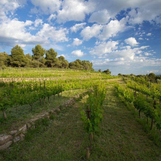 Emari Emariwines, Vinyas d'Empremta, Vino NAtural