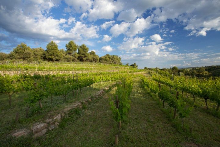 Emari Emariwines, Vinyas d'Empremta, Vino NAtural