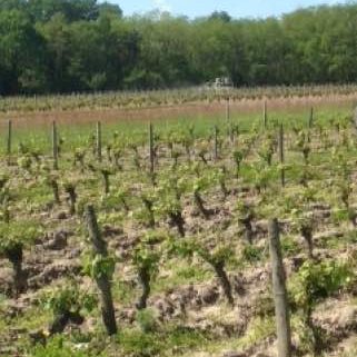 Laurent Saillard, Emari Wines, Vino Natural